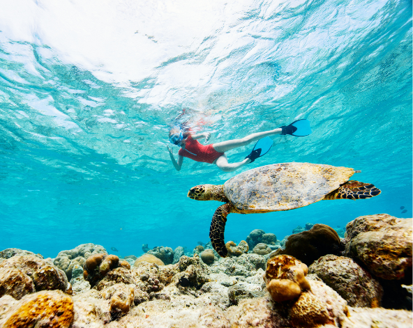 出海暢游篇 : 珊瑚花園浮潛→海鮮螃蟹BBQ大餐(可樂啤酒無限暢飲)→下午茶點心:鹹酥雞+珍珠奶茶(兩人一套)→池畔飯店晚餐(現點現付)