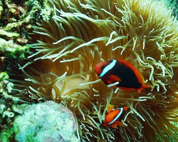 離島出海→珊瑚海洋花園→鱷魚島海域→海鮮燒烤+啤酒飲料無限暢飲