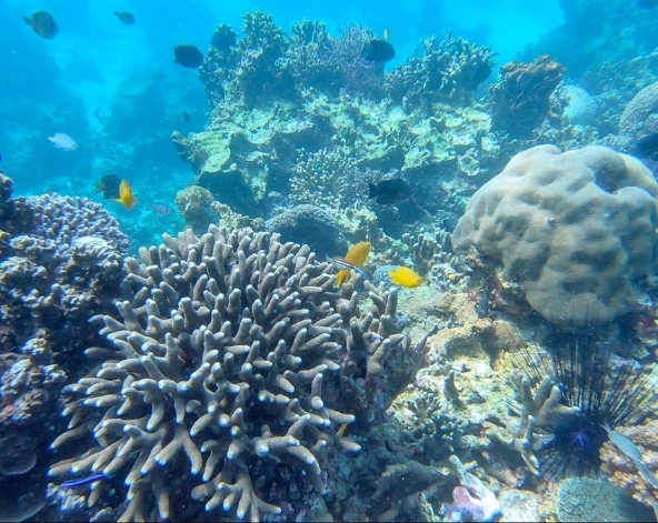 離島出海→珊瑚海洋花園→鱷魚島海域→海鮮燒烤+啤酒飲料無限暢飲