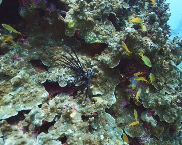 離島出海→珊瑚海洋花園→鱷魚島海域→海鮮燒烤+啤酒飲料無限暢飲
